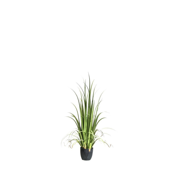 6' Potted Gladiolus Grass