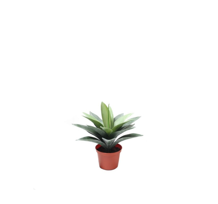 Potted Baby Agave