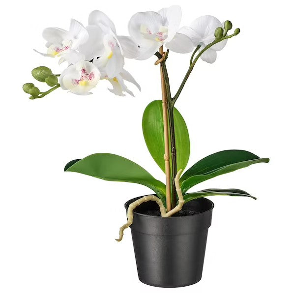 Orchid Potted Plant