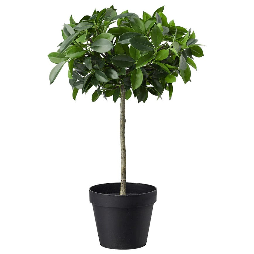 weeping potted plants Weeping Fig Stem Potted Plant — BDC Living