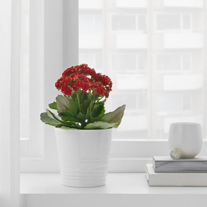 Ceramic White Plant Pot