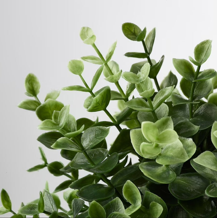 Oregano Potted Plant