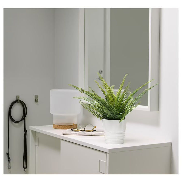 Fern Potted Plant