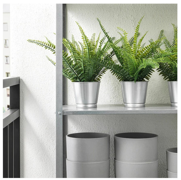 Fern Potted Plant