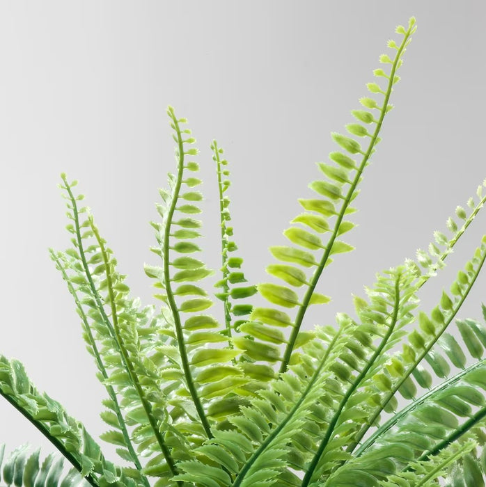 Fern Potted Plant