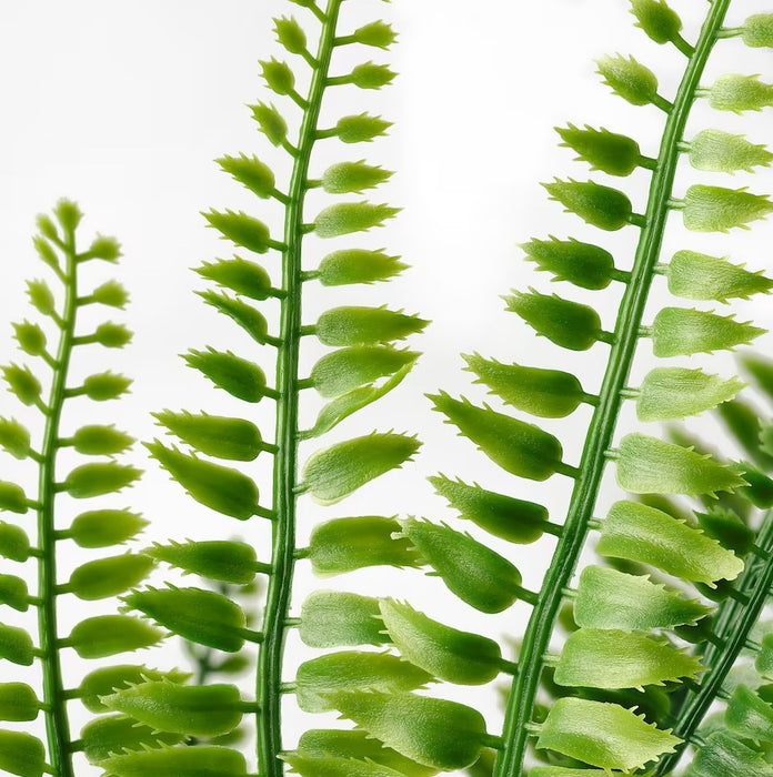 Fern Potted Plant