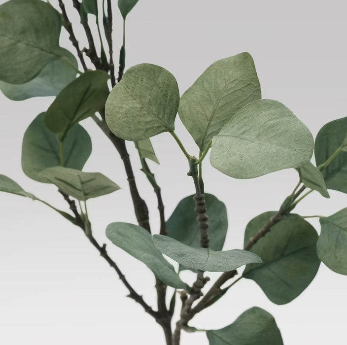 Eucalyptus Green Leaf