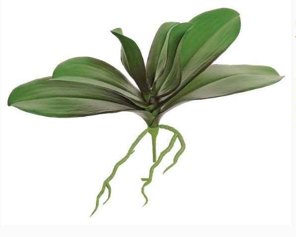 Phalaenopsis Orchid Leaf Plant