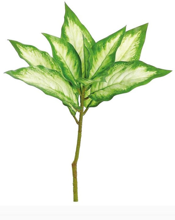 Evergreen Plant - Green & Cream