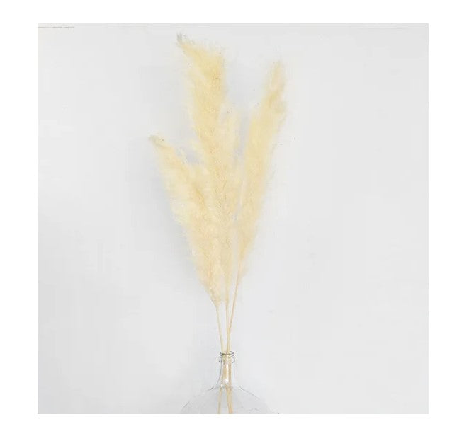 White Pampas Flowers - Set Of 3