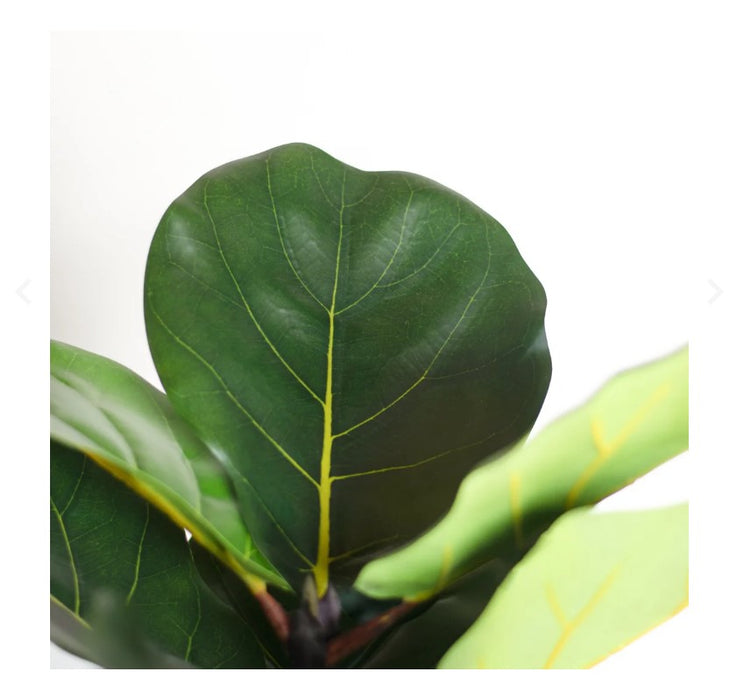 Fiddle Leaf Tree