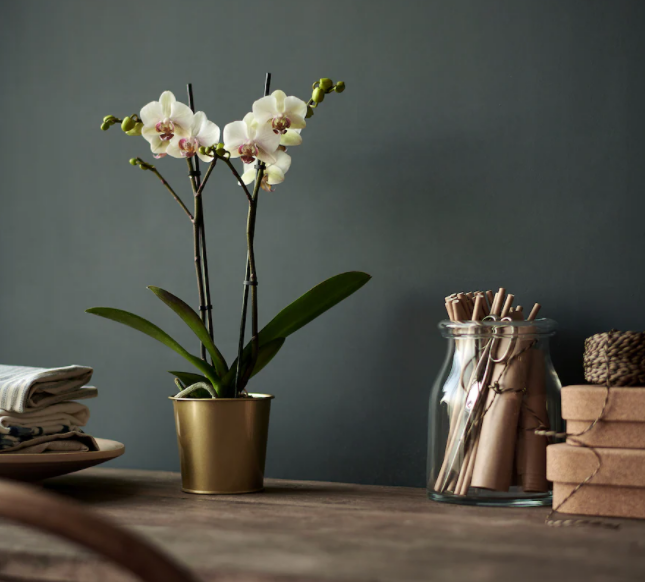 Brass Plant Pot