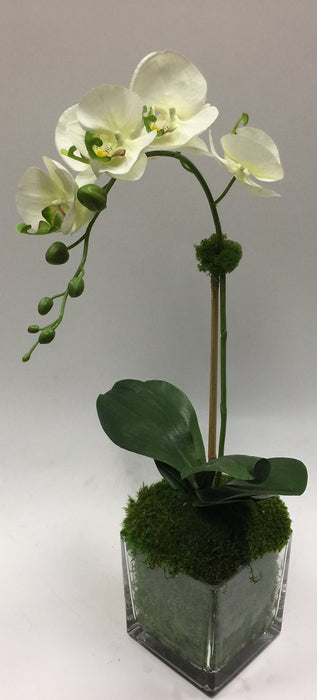 Orchid In 6" Cube Glass w/Moss