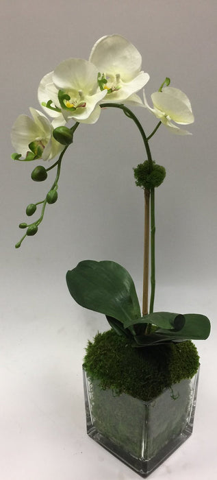 Orchid In 6" Glass