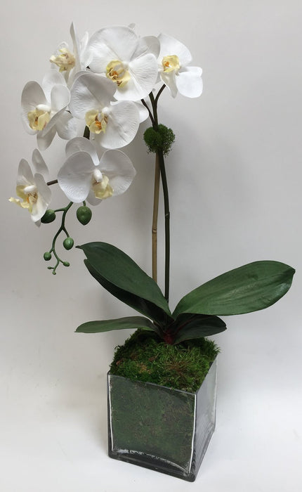 Orchid In 6" Cube Glass w/Moss