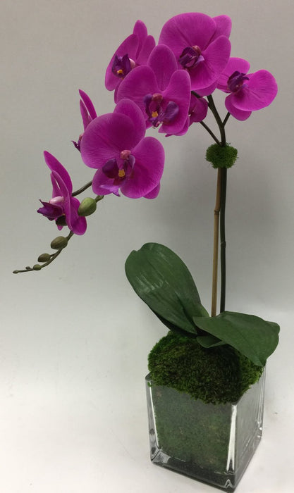 Orchid In 6" Cube Glass w/Moss