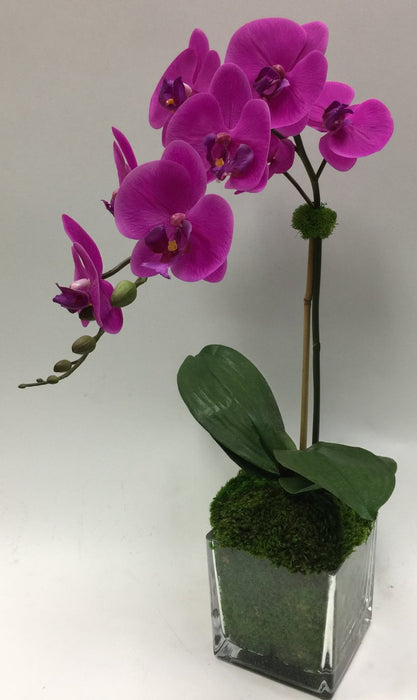 Orchid In 6" Glass