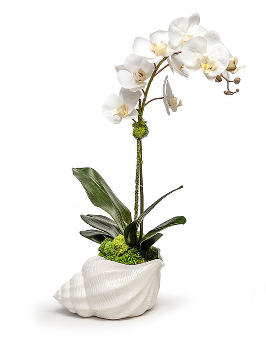 Orchid In Ceramic Conch