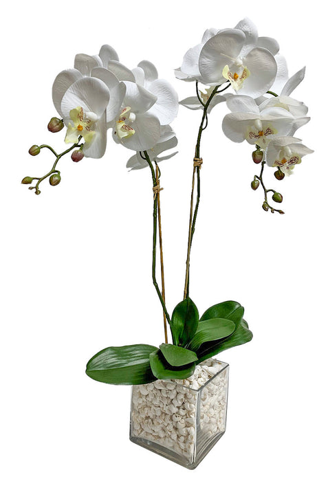 Double Orchid In 6" Cube Shells