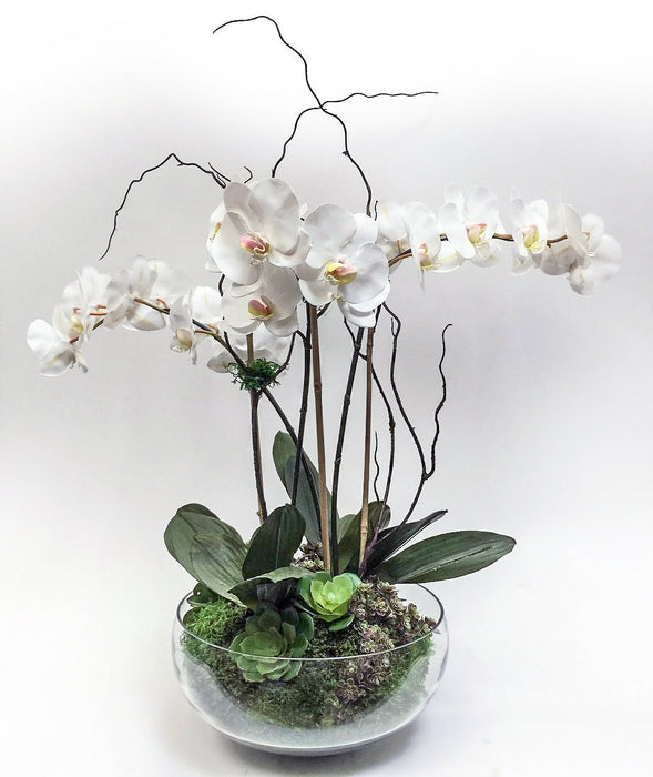 Triple Phalaenopsis In Glass Bowl