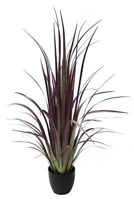 5' Potted Gladiolus Grass