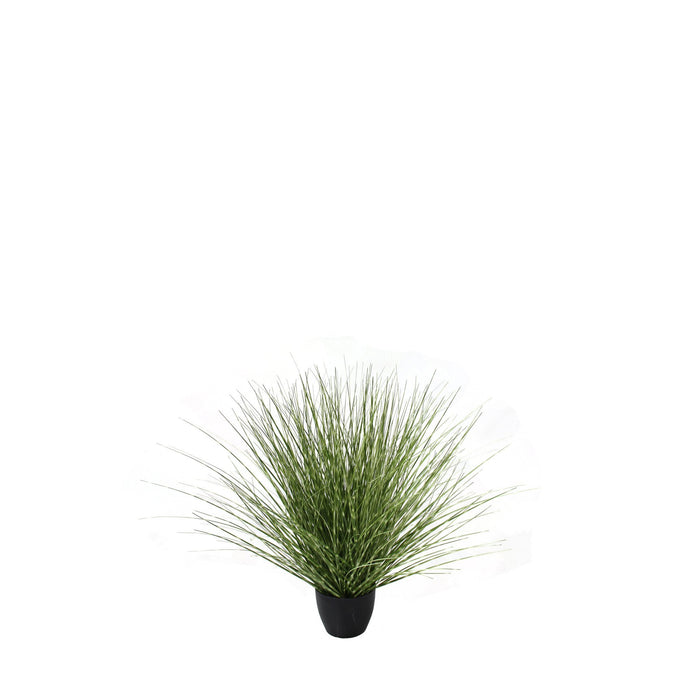 Potted River Grass